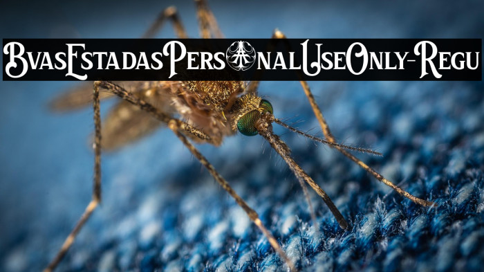 BvasEstadasPersonalUseOnly-Regu Example 3