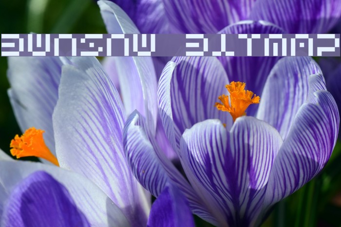 Bwnsnw Bitmap Font examples
