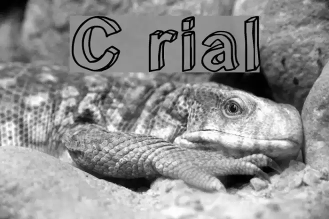 C rial フォント examples