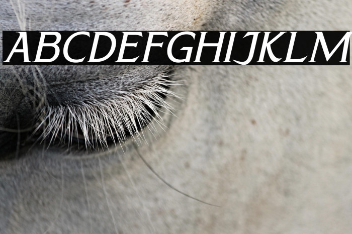 CALLIMBA Italic Example 1