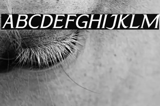 CALLIMBA Italic Font examples