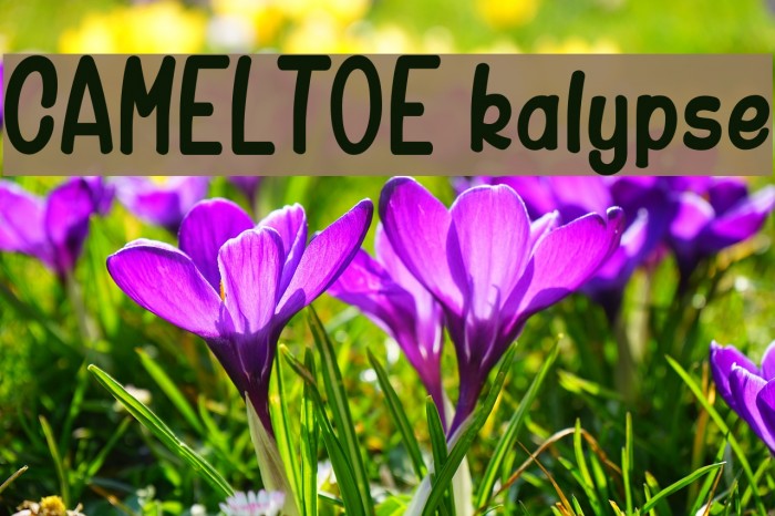 CAMELTOE kalypse Font examples
