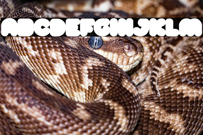 CANDY FLAVOR BACKGROUND Regular Example 3