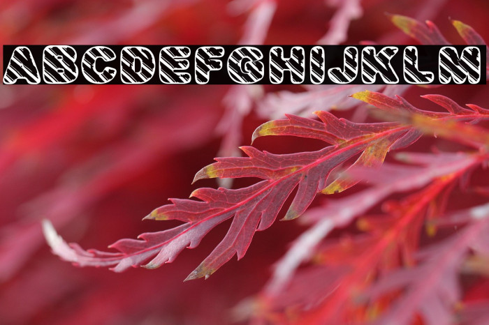 CANDYS BW PERSONAL USE Bold Example 2