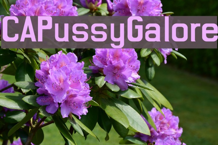 CAPussyGalore Font examples