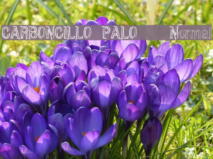 CARBONCILLO PALO Normal Font examples