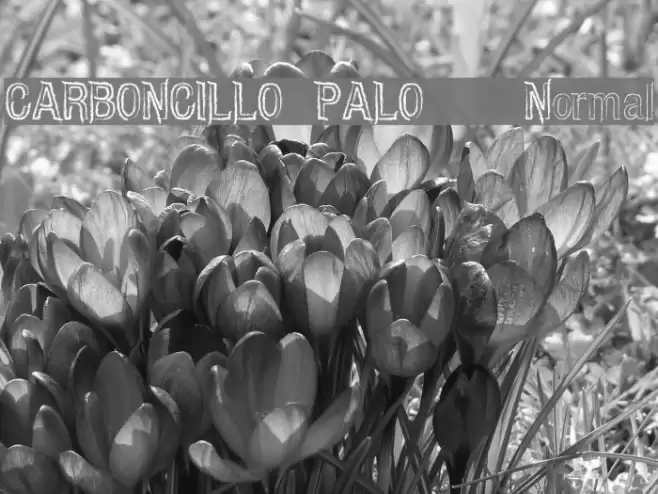CARBONCILLO PALO Normal Font examples