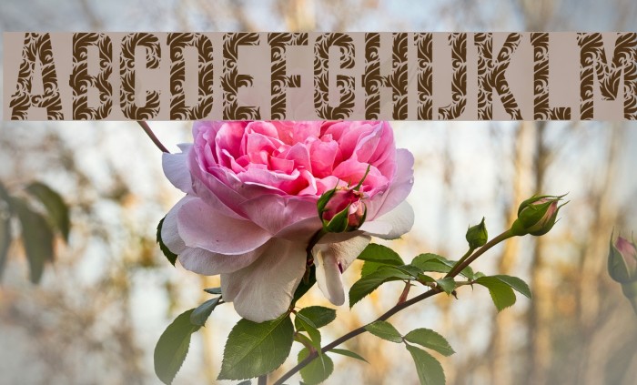 CARPE DIEM LUXURY demo Example 2