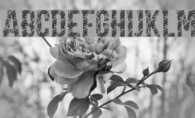 CARPE DIEM LUXURY demo Font examples