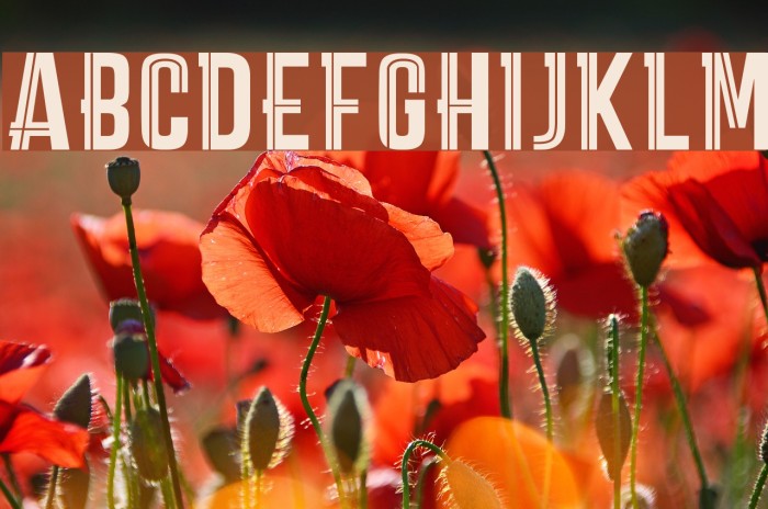 CARPEDIEMMARKDEMO Example 3