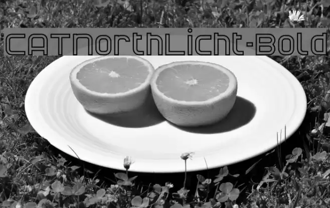 CATNorthLicht-Bold Font examples