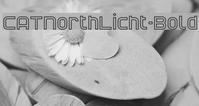 CATNorthLicht-Bold Font examples
