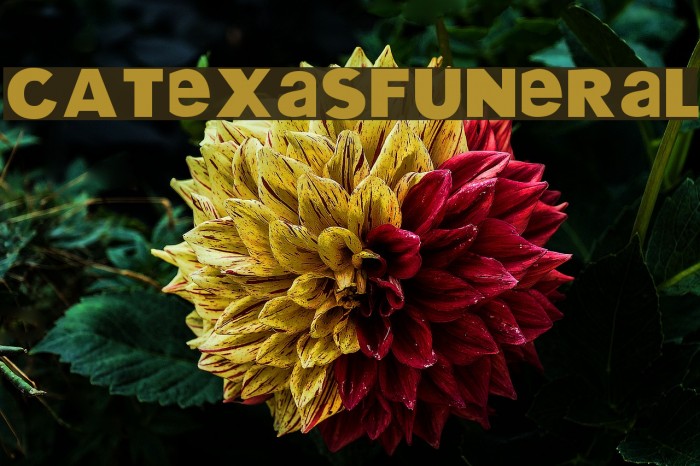 CATexasFuneral Font examples
