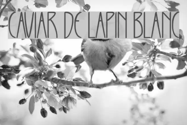CAVIAR DE LAPIN BLANC Font examples