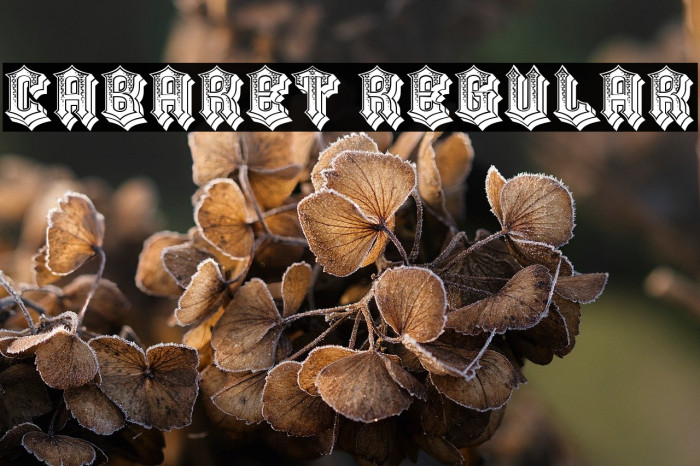 Cabaret Regular Example 1