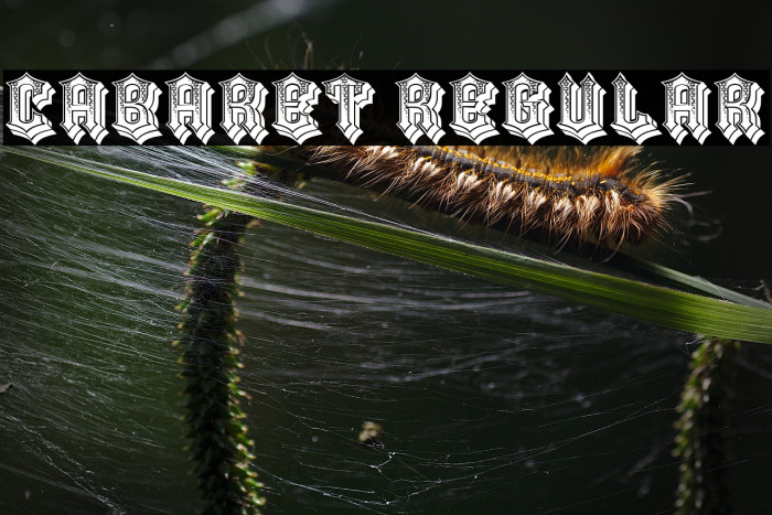 Cabaret Regular Example 3