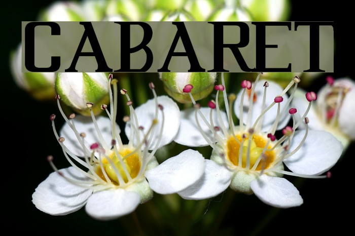 Cabaret Font examples