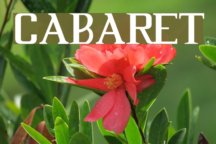 Cabaret Font examples