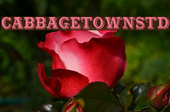 CabbagetownStd Schriftart examples