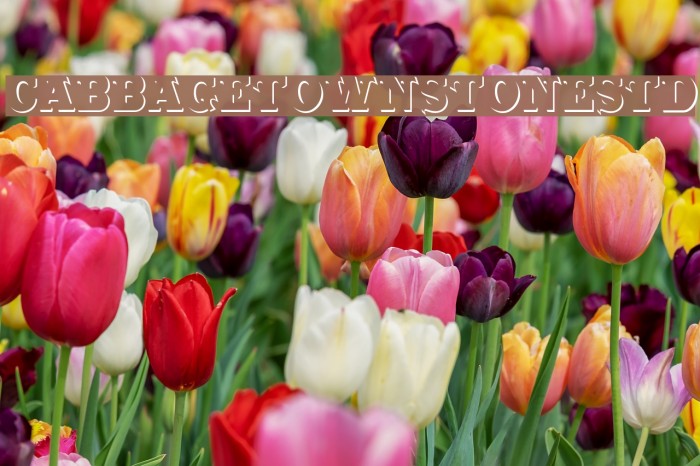 CabbagetownStoneStd Font examples