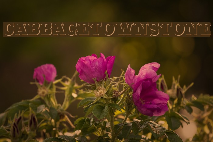 CabbagetownStone Font examples