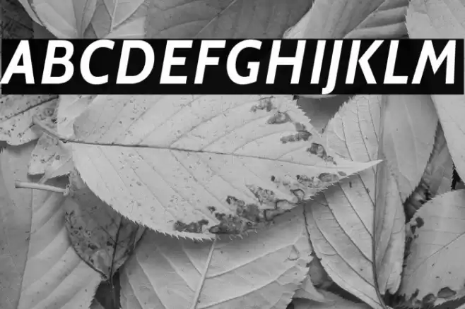 Cabin Bold Italic Font examples