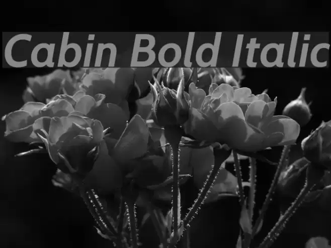 Cabin Bold Italic フォント examples