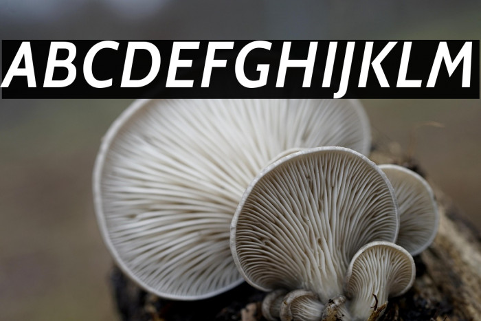 Cabin SemiBold Italic Example 1