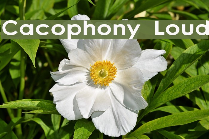 Cacophony Loud Font examples