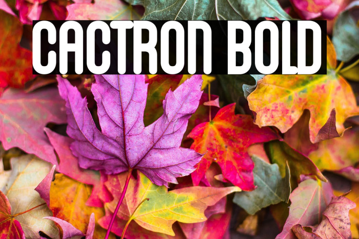 Cactron Bold Example 2