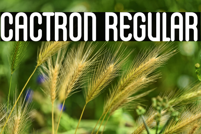 Cactron Regular Example 1