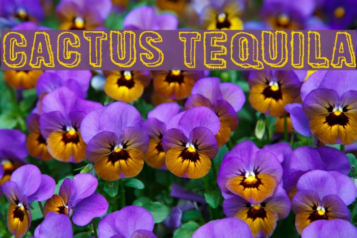 Cactus Tequila Example 3