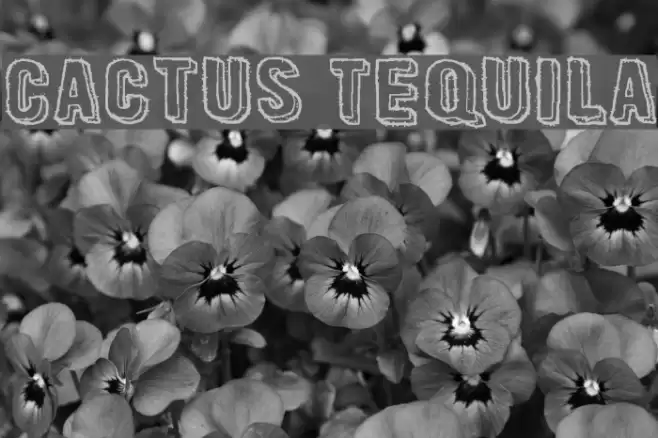 Cactus Tequila Font examples