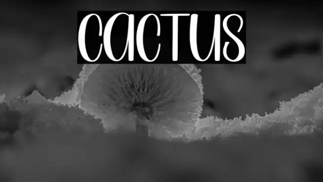 Cactus Font examples