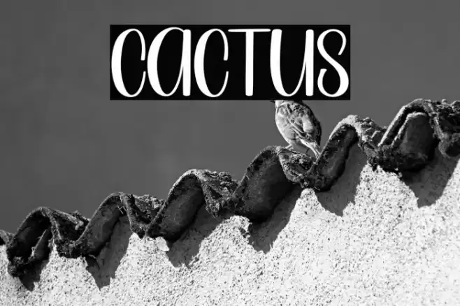 Cactus Font examples