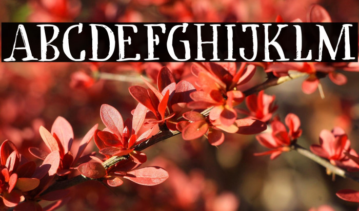 Cadora Woods DEMO Regular Example 1