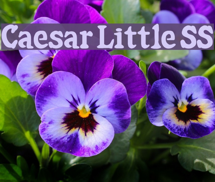Caesar Little SS Font examples