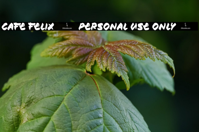 Cafe Felix [Personal Use Only] Fonte examples