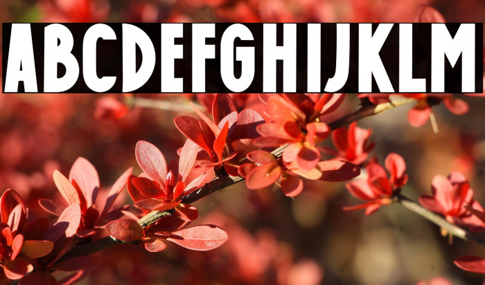 Caffe Bold Example 3