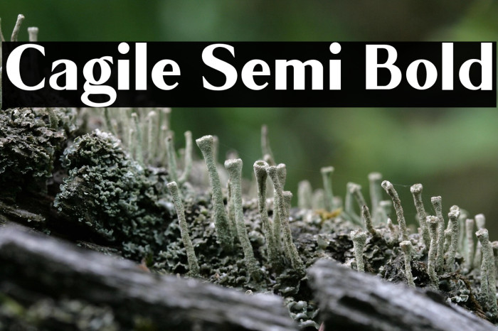 Cagile Semi Bold Example 2