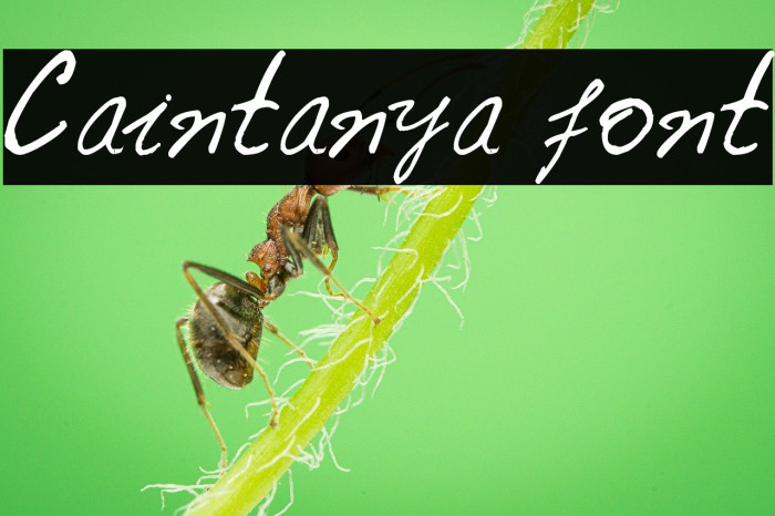 Caintanya font Example 1