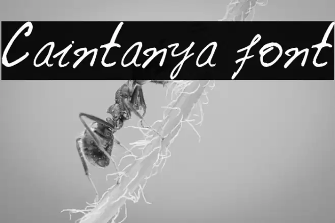 Caintanya font Schriftart examples