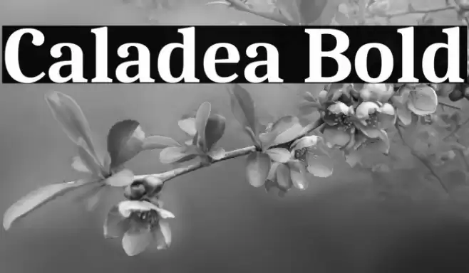 Caladea Bold Font examples
