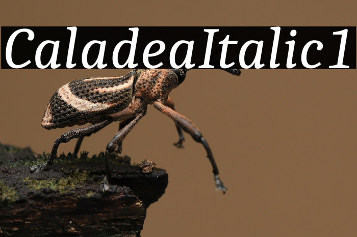 Caladea Italic1 Example 3