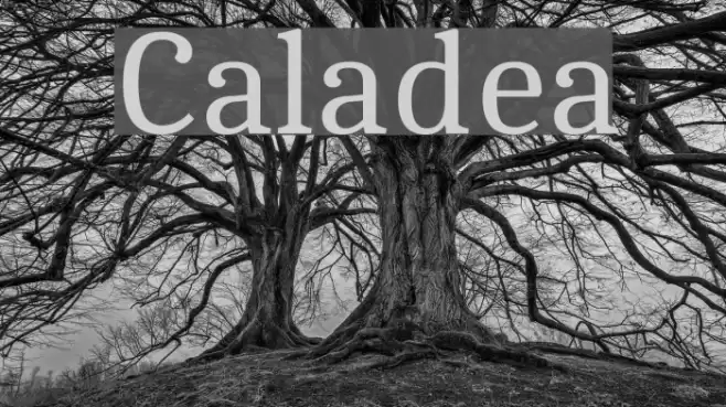 Caladea Font examples
