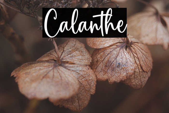 Calanthe Example 3