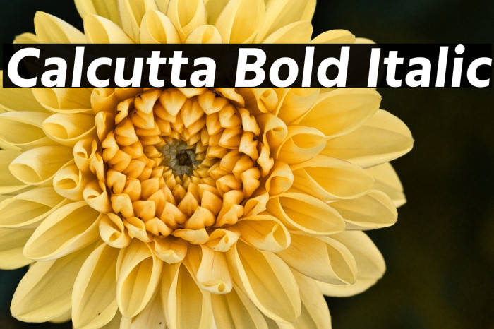 Calcutta Bold Italic Example 1