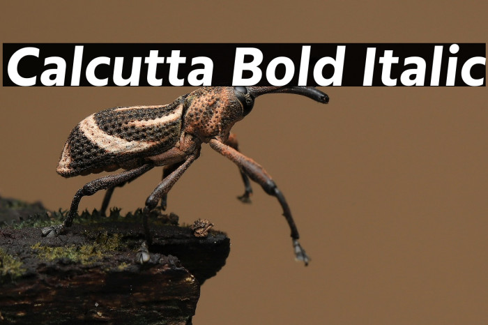 Calcutta Bold Italic Example 2