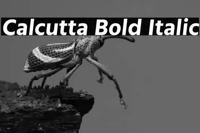 Calcutta Bold Italic Font examples