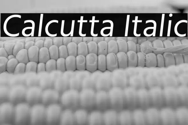 Calcutta Italic Font examples